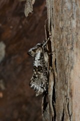 Archaeoses polygrapha