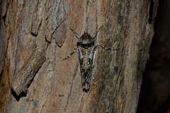 Archaeoses polygrapha