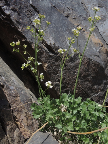 Graellsia saxifragifolia