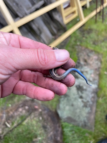iNaturalist observation photo of Gilbert's Skink