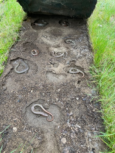 iNaturalist observation photo of Gilbert's Skink