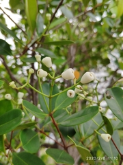 Syzygium glaucum