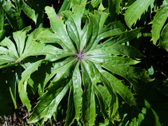Syneilesis hayatae