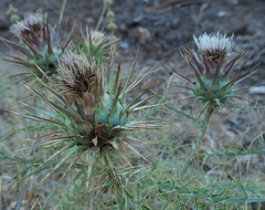 Cynara cardunculus cardunculus
