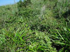 Syneilesis hayatae