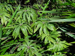 Syneilesis hayatae