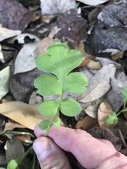 Nemophila phacelioides