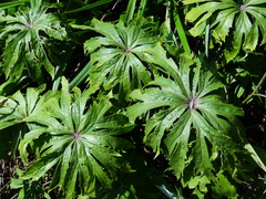 Syneilesis hayatae