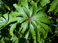 Syneilesis hayatae