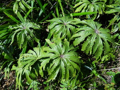 Syneilesis hayatae