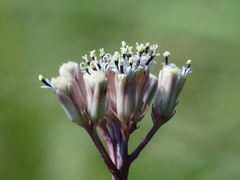 Syneilesis hayatae