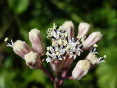 Syneilesis hayatae