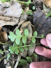 Nemophila phacelioides