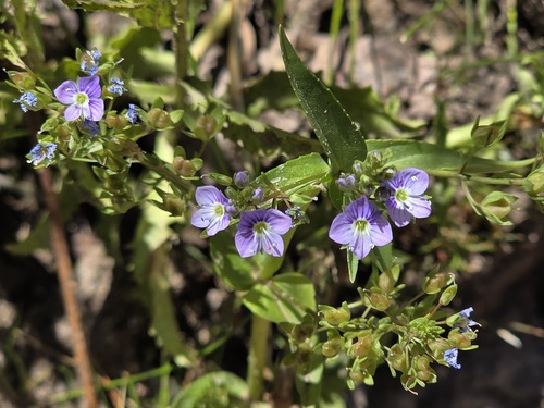Brook-pimpernel