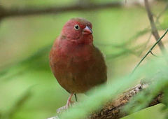 Lagonosticta senegala rendalli