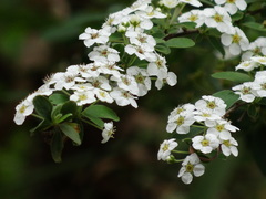 Spiraea prunifolia pseudoprunifolia