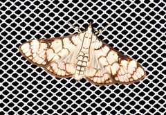 Aphytoceros lucusalis