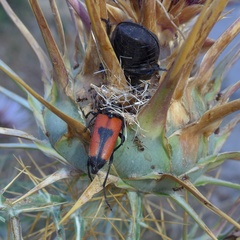 Stictoleptura cordigera