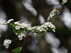 Spiraea prunifolia pseudoprunifolia