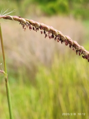 Paspalum virgatum