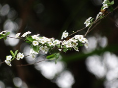 Spiraea prunifolia pseudoprunifolia