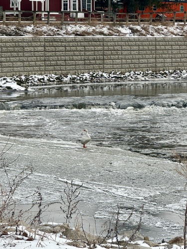 iNaturalist: (c) Monica Rowles, some rights reserved (CC BY-NC), uploaded by Monica Rowles iNaturalist image