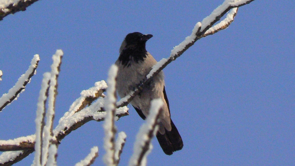 January Crow Hooded Crow from Тульская обл., Россия, 300910 on January 24, 2026 at ...