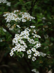 Spiraea prunifolia pseudoprunifolia