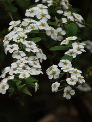 Spiraea prunifolia pseudoprunifolia