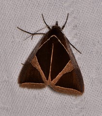 Agamana conjungens