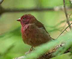 Lagonosticta senegala rendalli