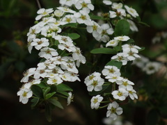 Spiraea prunifolia pseudoprunifolia
