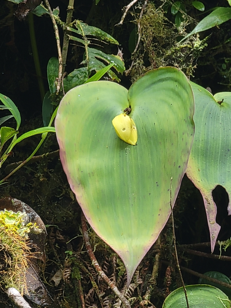 Pleurothallis titan