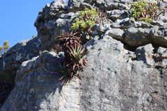 Aloe succotrina, photograph (c) Tony Rebelo, some rights reserved (CC BY-SA)
