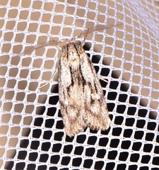 Cryptophasa phycidoides
