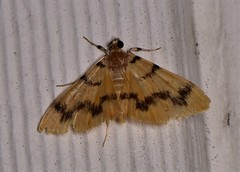 Dichocrocis clytusalis