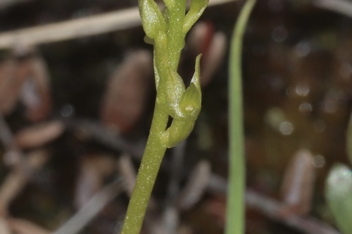 bog adder's-mouth orchid (Hammarbya paludosa)