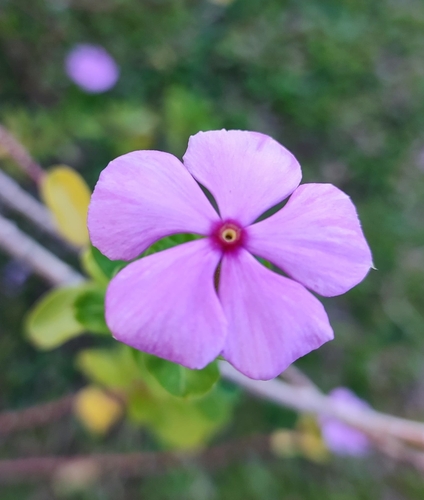 Madagascar Periwinkle