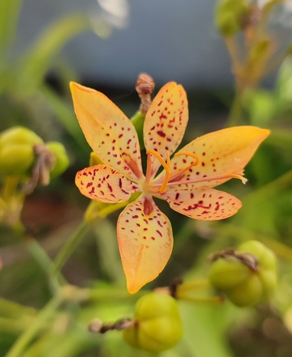 Blackberry Lily