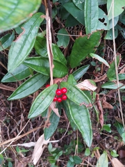 Ardisia lindleyana