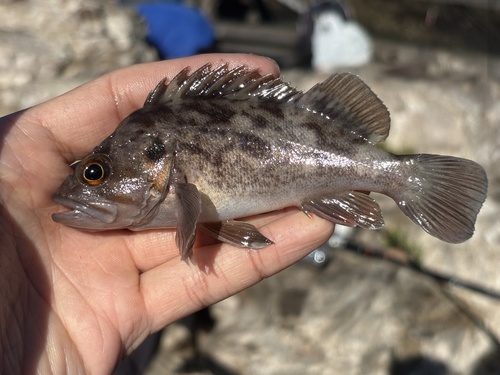 Bolina (Sebastes auriculatus) — Sebastidae — 3