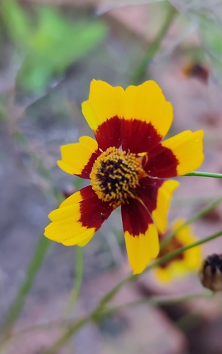 plains coreopsis