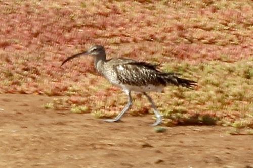 Eurasian Whimbrel (Numenius phaeopus), photo 4