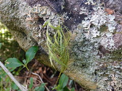 Asplenium flaccidum flaccidum