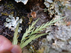 Asplenium flaccidum flaccidum