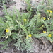 Astragalus lanuginosus - Photo (c) alexey_pot, algunos derechos reservados (CC BY-NC), subido por alexey_pot