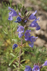 Dracocephalum olchonense