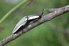 Chalcolepidius limbatus