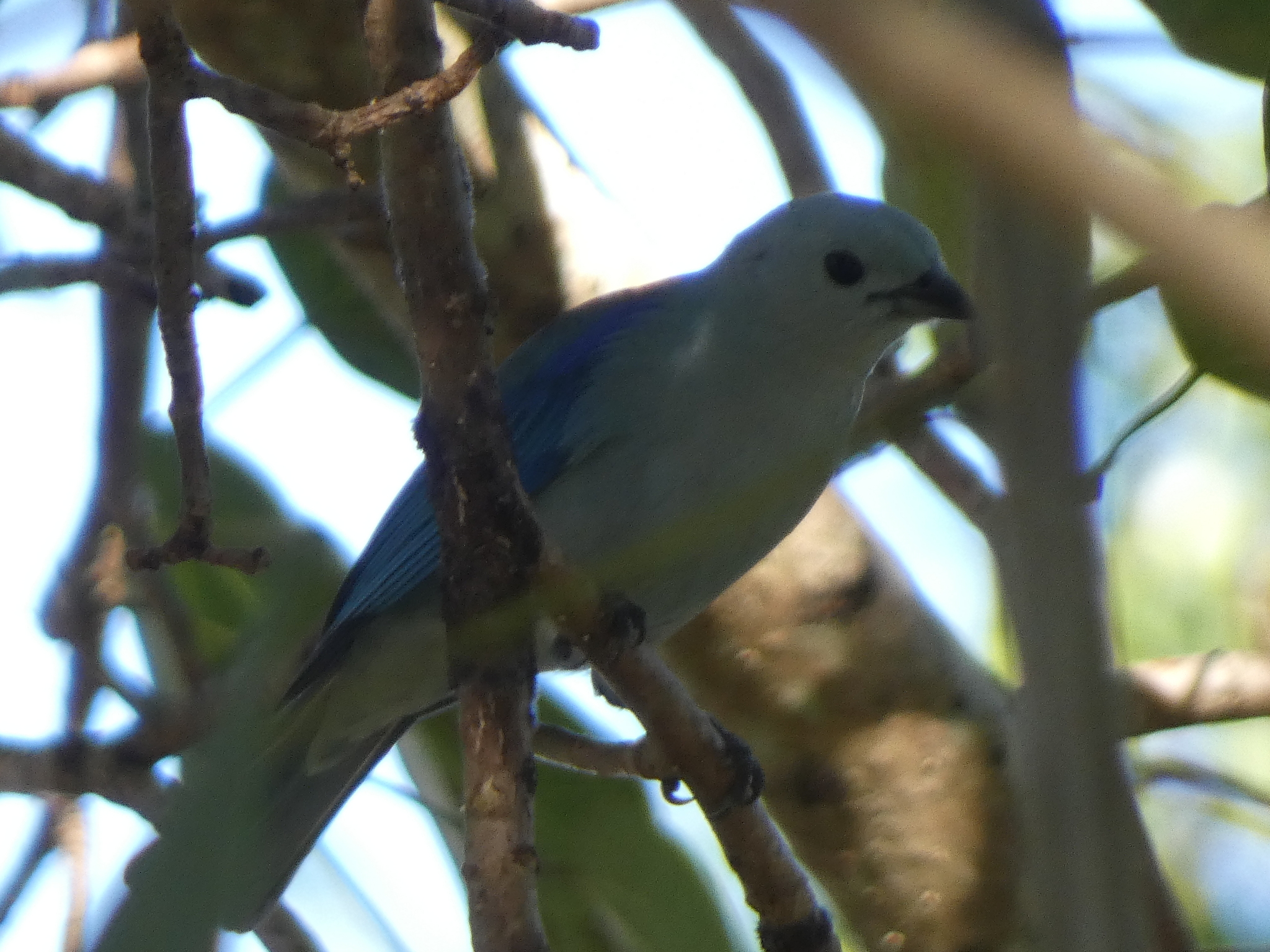 Blue-grey Tanager (Thraupis episcopus), photo 3
