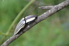 Chalcolepidius limbatus